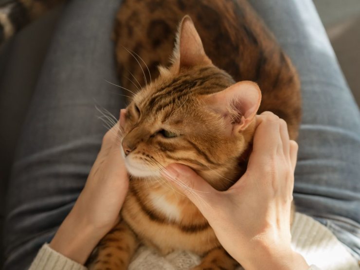 persona coccola gatto 